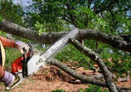 How Our Tree Care Process Works  in New Hope, PA