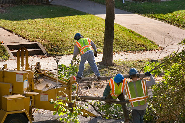 Best Tree Maintenance Programs  in New Hope, PA