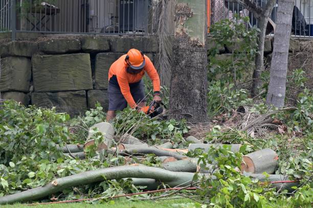 Leaf Removal in New Hope, PA