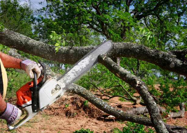 New Hope, PA Tree Services Company